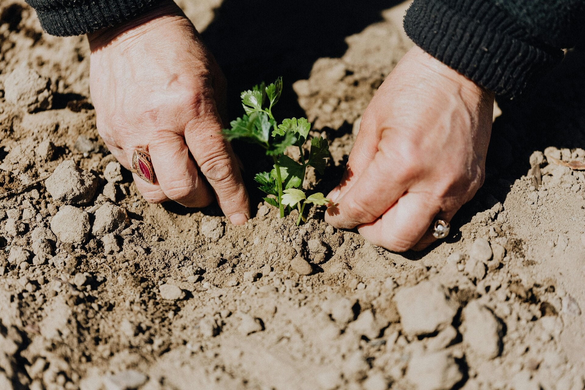 Hands planting a small seedling in rich soil