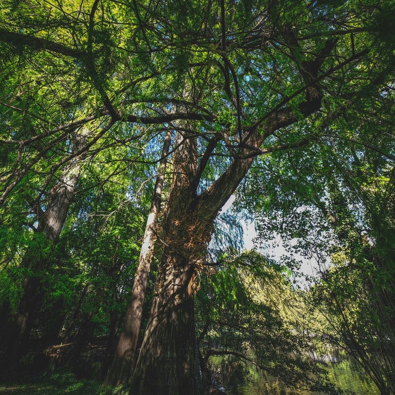 A large, rooted tree providing a safe canopy